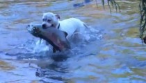 Köpeklerin Balık Avı